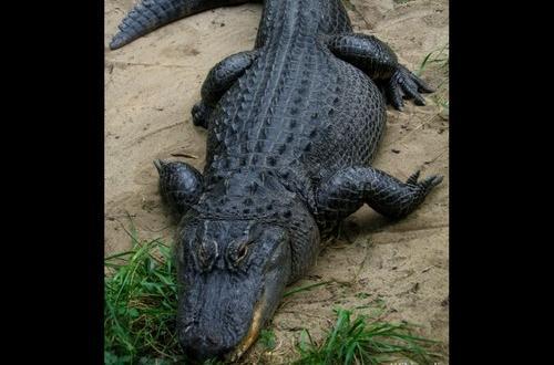 1aligator