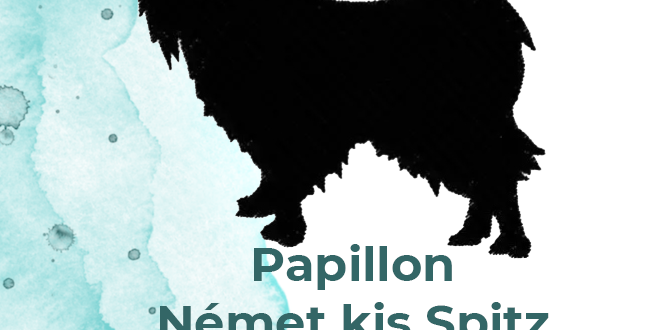 papillon1