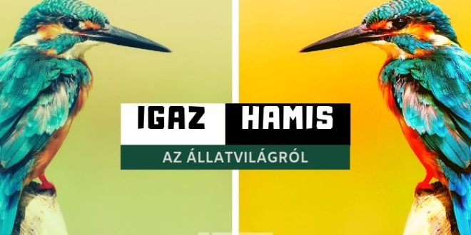 Állatvilág tények és tévhitek tesz